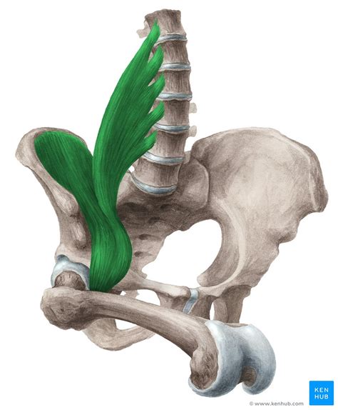 Músculo Iliopsoas Anatomia Componentes E Função Kenhub