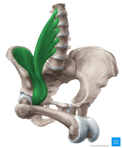 Músculo iliopsoas Anatomia componentes e função Kenhub