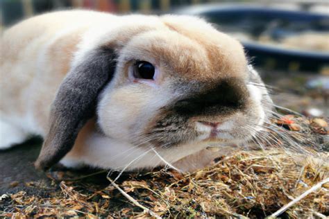 Is Garlic Good For Rabbits? The Truth Revealed! - AtractivoPets
