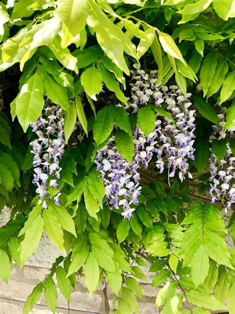 See more ideas about wisteria, flowers, plants. Beautiful wisteria growing well in Tetbury ...