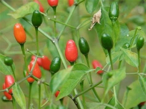 See more of sermón del monte chile on facebook. Como germinar chile piquín - YouTube