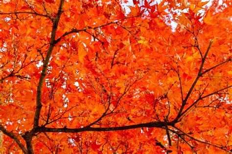 Orange Autumn Leaves Nature Stock Photos ~ Creative Market