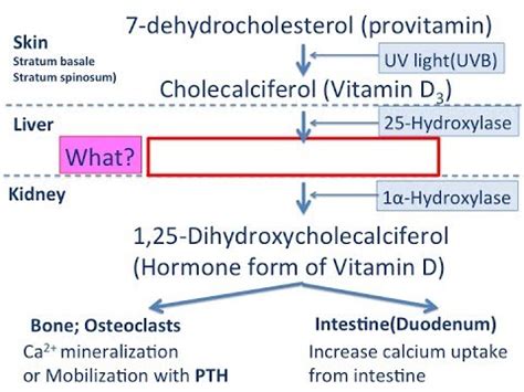 The calcium and vitamin d for diabetes mellitus (caddm). 【exercise】 vitamin D metabolism simplified - YouTube