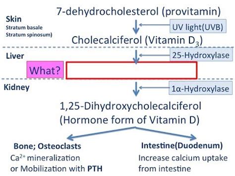 Understanding vitamin d metabolism & function. 【exercise】 vitamin D metabolism simplified - YouTube