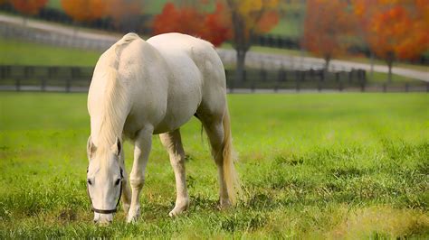 Horses In Autumn Desktop Wallpaper Wallpapersafari