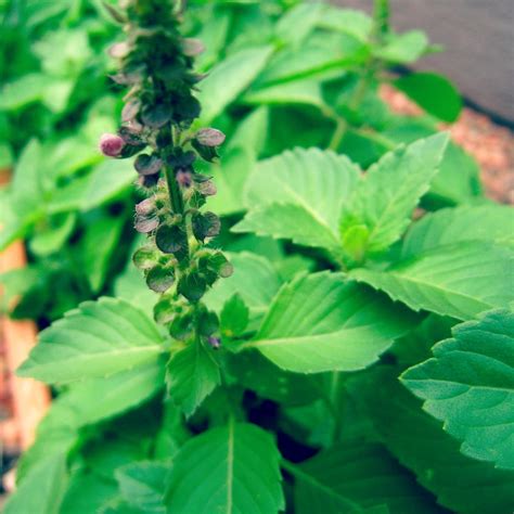 Holy Basil Tulsi For Stress Relief And Tips For Daily Use