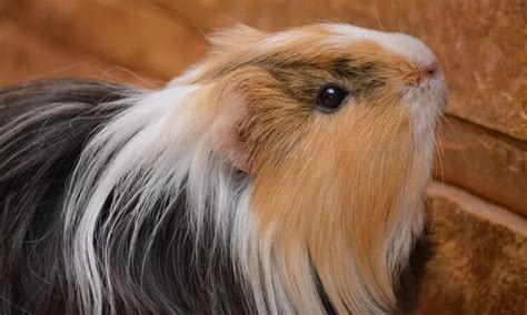 What Is A Sheltie Guinea Pig Top 10 Most Interesting Facts
