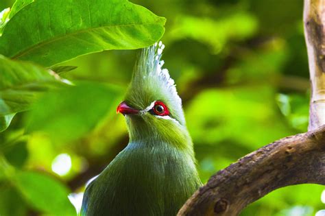 photography, Animals, Birds Wallpapers HD / Desktop and ...