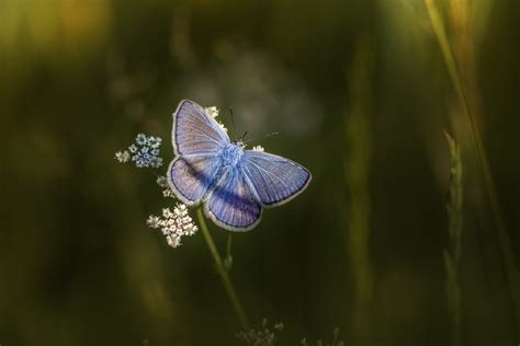 Mazarine Blue Butterfly Flower Free Photo On Pixabay Pixabay