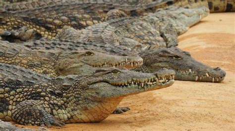 Nile Crocodile Invasion Of Florida Everything You Need To Know