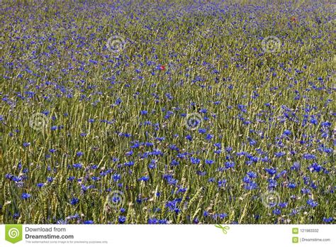 Background Of Wheat Poppies Cornflowers Stock Photo Image Of Field