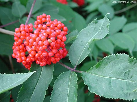 Check spelling or type a new query. Sambucus racemosa (Red-berried Elder): Minnesota Wildflowers
