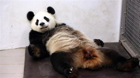 Panda Mom Is Exhausted After Giving Birth To Male Cub Ny Daily News