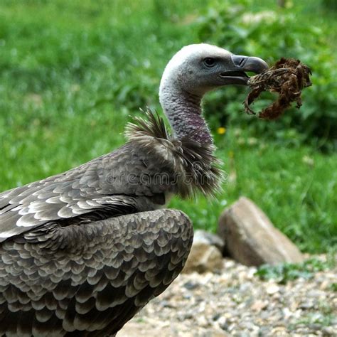 Griffon Vulture With Carcass In His Mouth Stock Photo Image Of