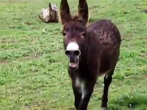 What's the purpose of having a donkey? Donkey Braying - YouTube