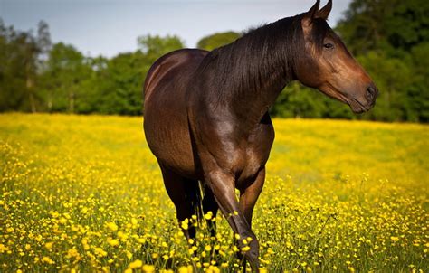 Treating Your Horses Summertime Allergies Tuesdays Horse
