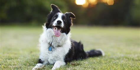 Top 10 Smartest Dog Breeds Most Intelligent Dog Ranked 2022