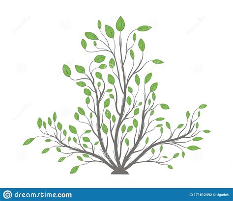 Bush Plants With Branches And Green Leaves Stock Vector Illustration