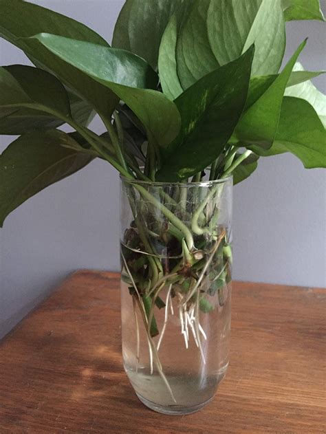 Plant care best growing conditions pothos plant varieties. Propagating the Pothos Plant