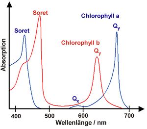 There are two main types of chlorophyll: Chlorophylle - Chemie-Schule