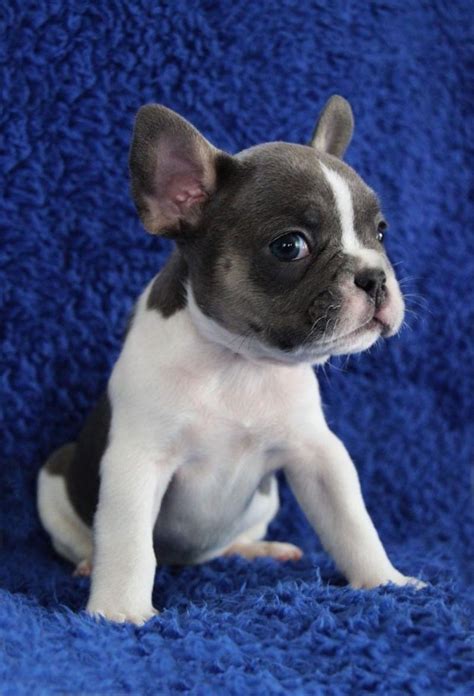 This website is designed and dedicated to the so if its puppies, training, diet and food or purchasing and adoption we have it all here. Gorgeous French Bulldog Puppies for sale in Austin, TX ...