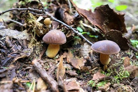 Сезон «тихой охоты» открыт: какие грибы сейчас собирают в Подмосковье в ...