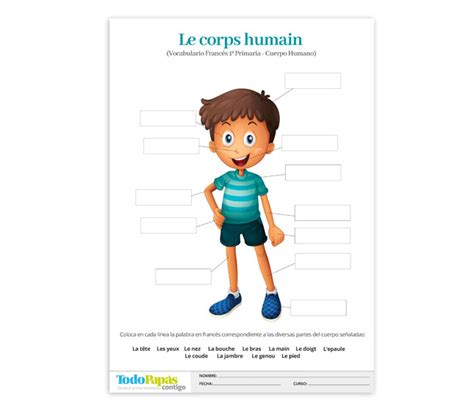 Ficha Sobre Vocabulario De Las Partes Del Cuerpo Humano En Francés Todopapás