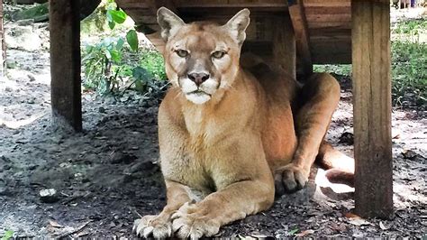 Cougar Rescued From Backyard Zoo Youtube