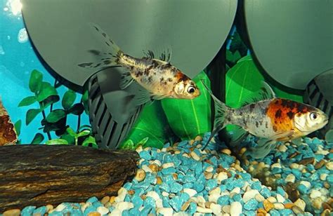 Shubunkin Goldfish Care Guide Your Aquarium Place