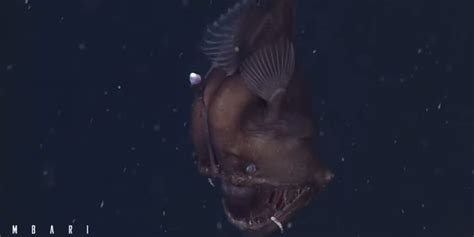 Black Sea Devil Fish Filmed For The First Time In Californias Monterey