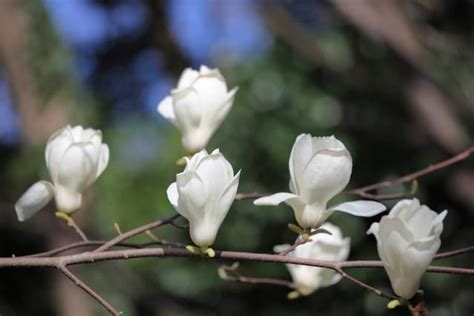 Magnolias Produce Gorgeous Blooms In Early Spring White Flowering