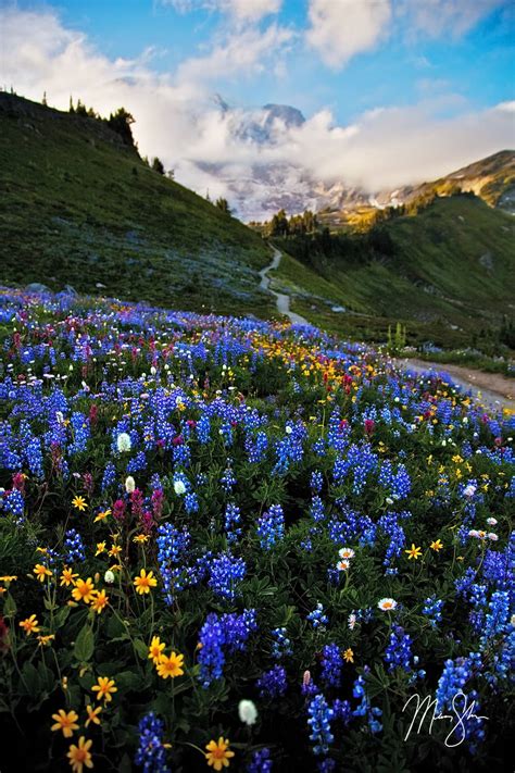 Mount Rainier Wildflowers Mount Rainier National Park Washington Usa