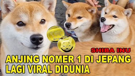 Shiba Inu Anjing No Jepang Yang Viral Di Dunia Youtube