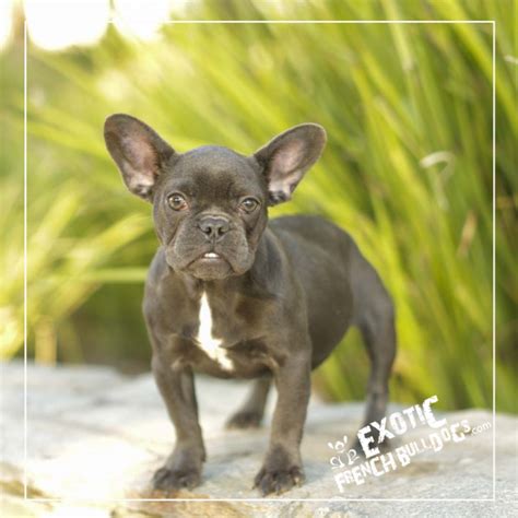 Welcome to exotic french bulldogs. Available Adult French Bulldogs for Sale - Exotic French ...