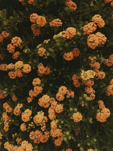 Download Tiny Orange Vintage Flower Aesthetic Wallpaper