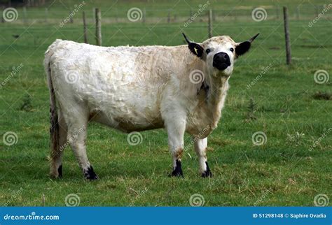 British White Bull British Cattle Stock Photo Image Of White