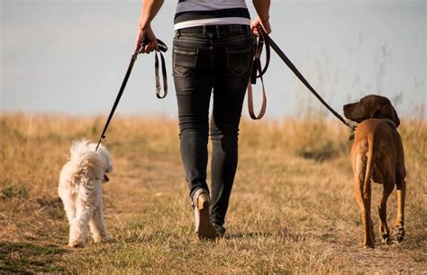 7 Dog Training Blog Posts That Will Make Your Life Easier