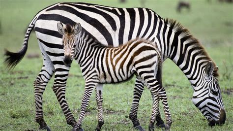 Cute Baby Zebra Stock Photos And Pictures For Facebook Funnyexpo
