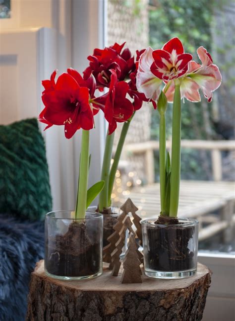How To Grow An Amaryllis Indoors For Stunning Winter Blooms