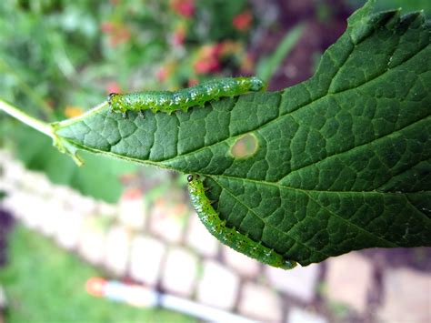 Sie werden durch kleidung oder trockene lebensmittel in den wohnraum gebracht. Was für eine Larve ist das? - Insekten allgemein bestimmen ...