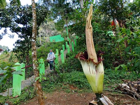 Mengenal Bunga Bangkai Di Taman Konservasi Puspa Langka Bengkulu