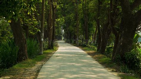 Narrow Paved Road In Village Of Bangladesh Surrounded By Green Trees