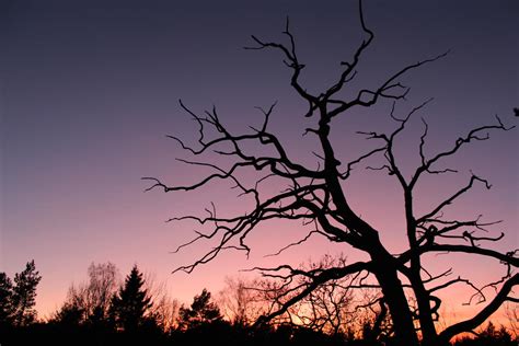 Dead Tree Silhouette By Nor Broski On Deviantart