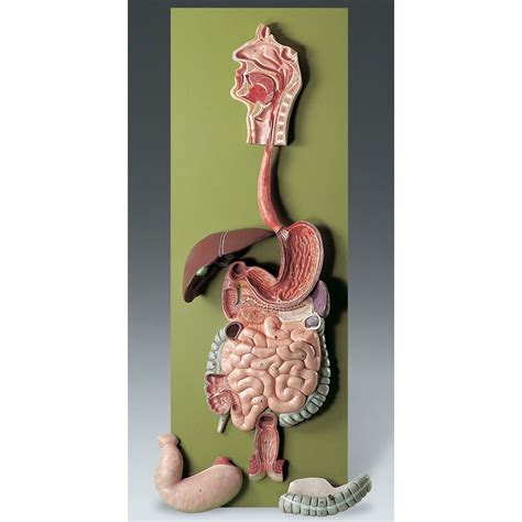 Digestive System Anatomy Model