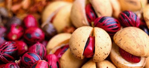 Is Nutmeg A Nut Should People With Nut Allergy Avoid Nutmeg