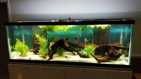 My Dads Coworkers 180 Gallon Tank Aquariums
