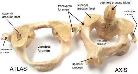 Atlas And Axis Vertebrae Anatomy Bones Human Anatomy And Physiology