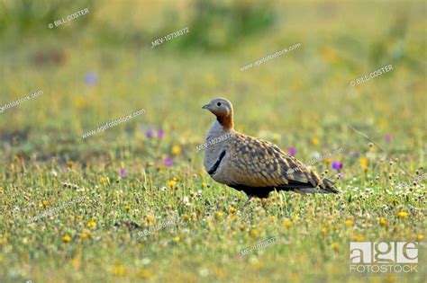Black Bellied Sandgrouse Stock Photo Picture And Rights Managed Image