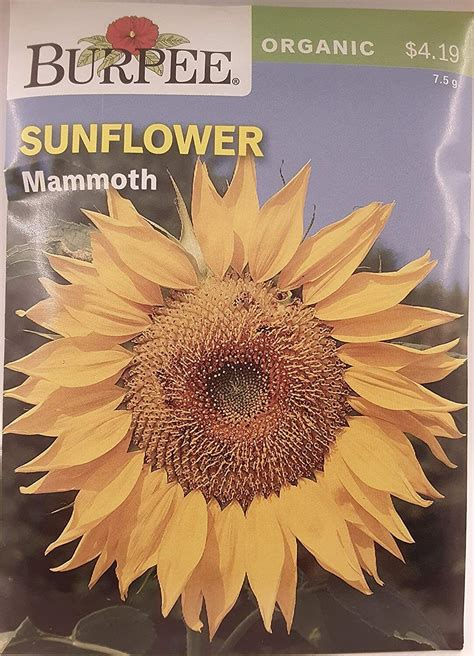 Burpee Mammoth Sunflower Seed Packet Organic Ebay