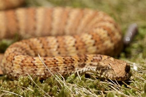 Facts About Adders Live Science
